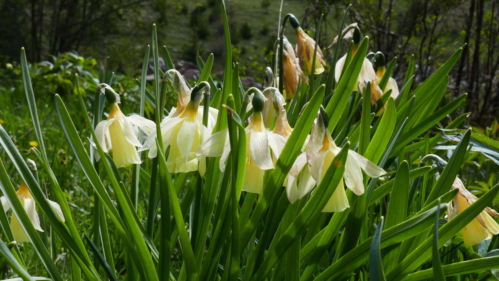 Слика од Narcissus moschatus subsp. moleroi (Fern. Casas) Aedo