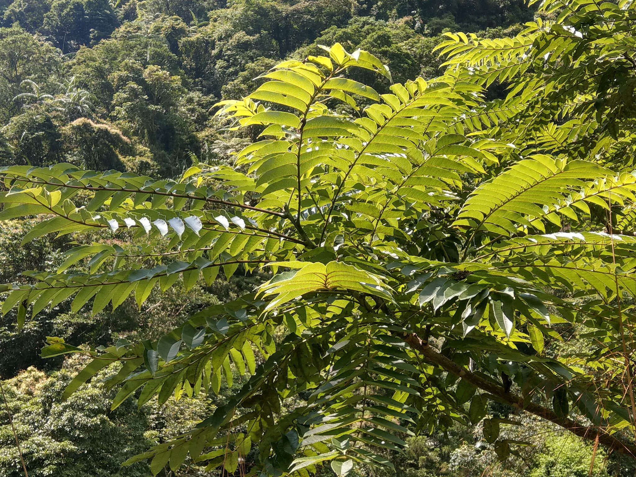 Слика од Zanthoxylum ailanthoides Siebold & Zucc.