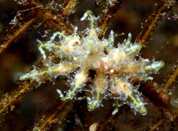 Image of Eubranchus virginalis (Baba 1949)