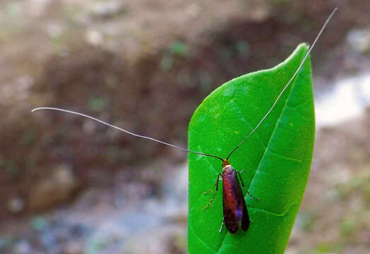 Image of Southern Longhorn Moth