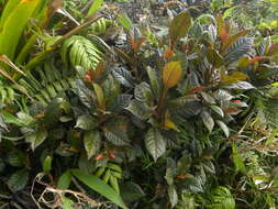 Image of Gesneria ventricosa Sw.