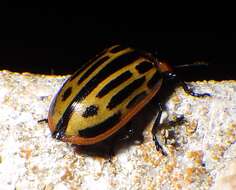 Image of Cottonwood Leaf Beetle