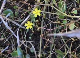 Image of Nymphoides exiliflora (F. Müll.) Kuntze