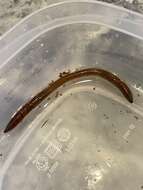 Image of Earthworm