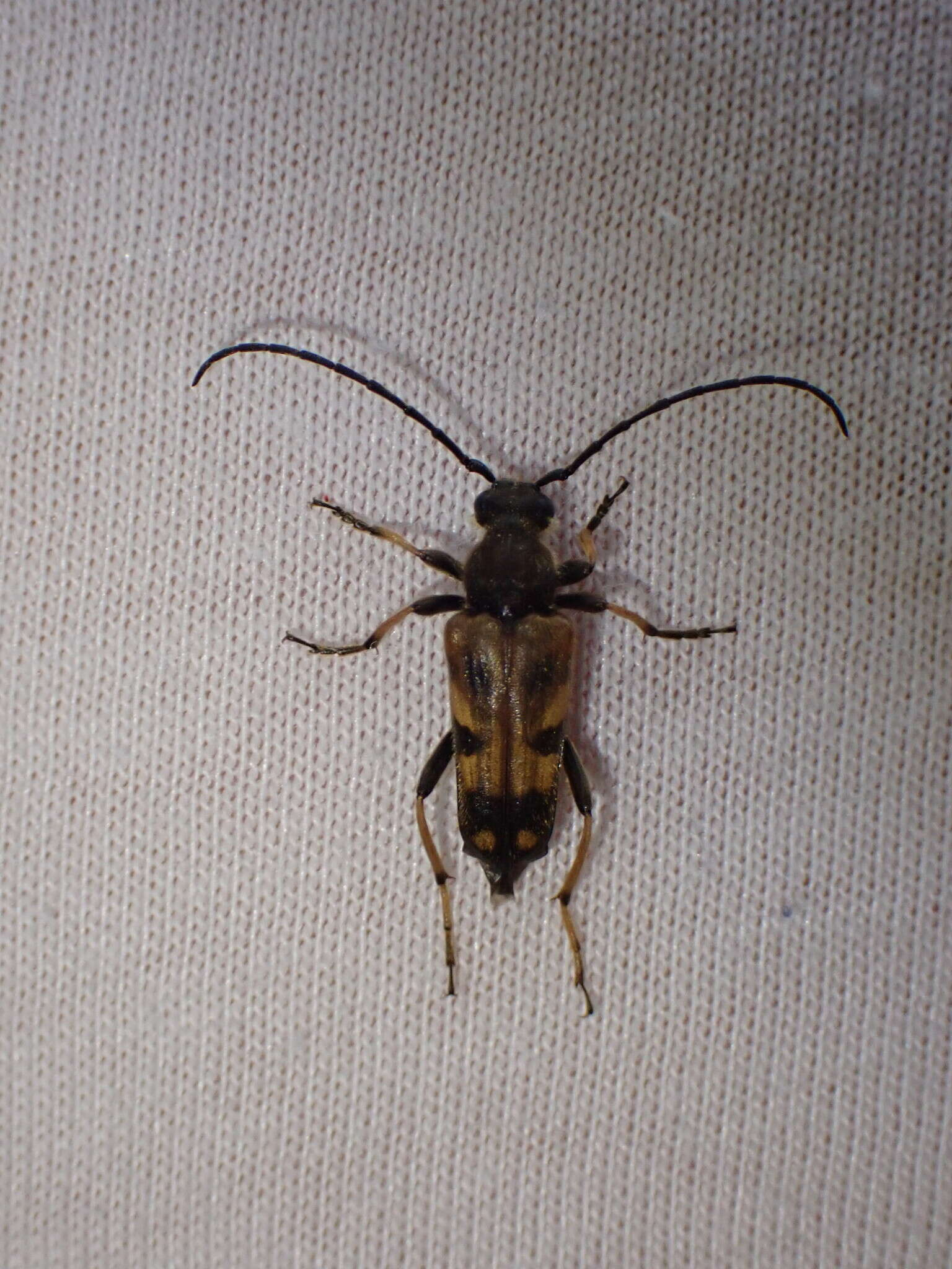 Image of Xestoleptura tibialis (Le Conte 1850)