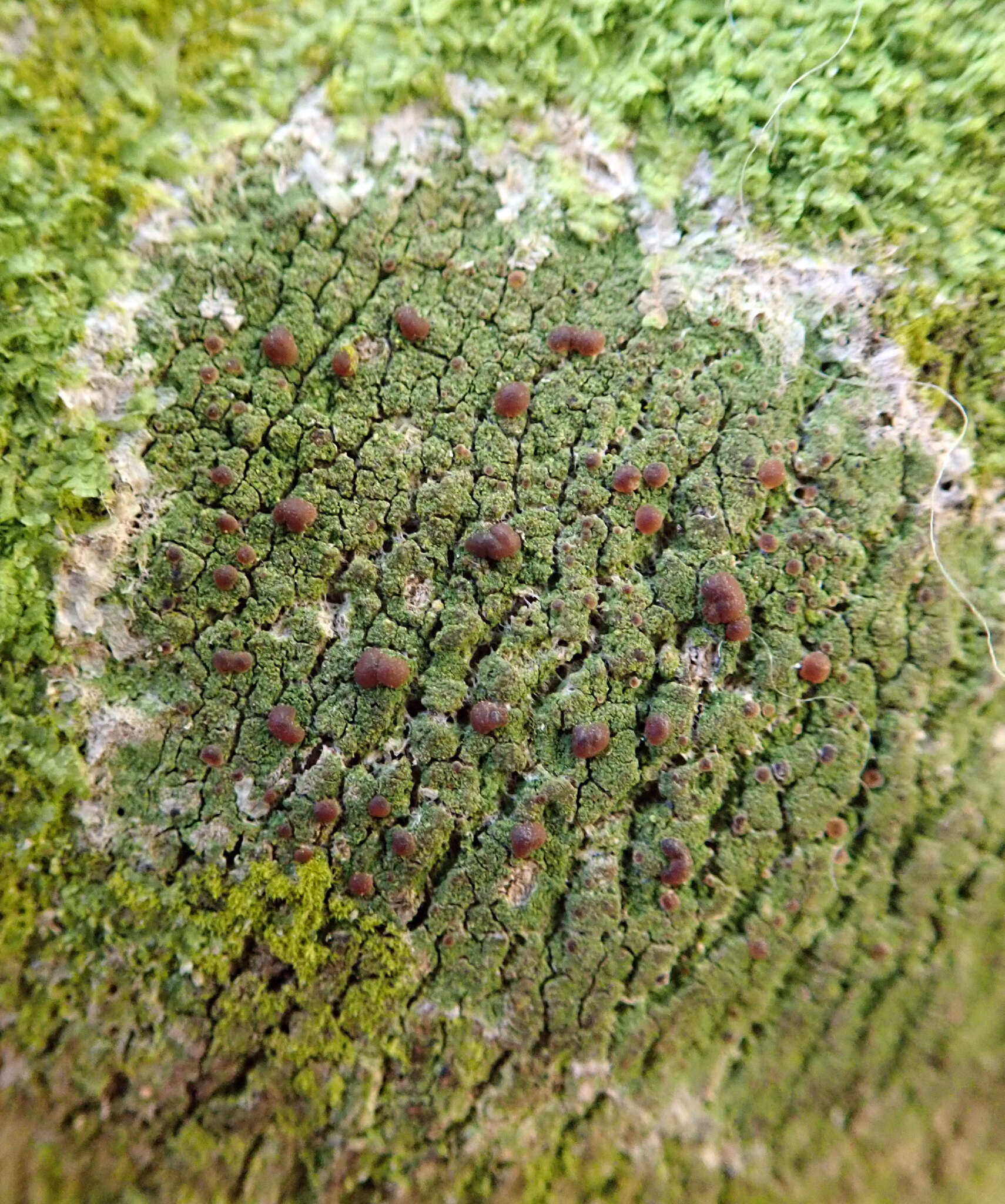 Image of coral phyllopsora lichen