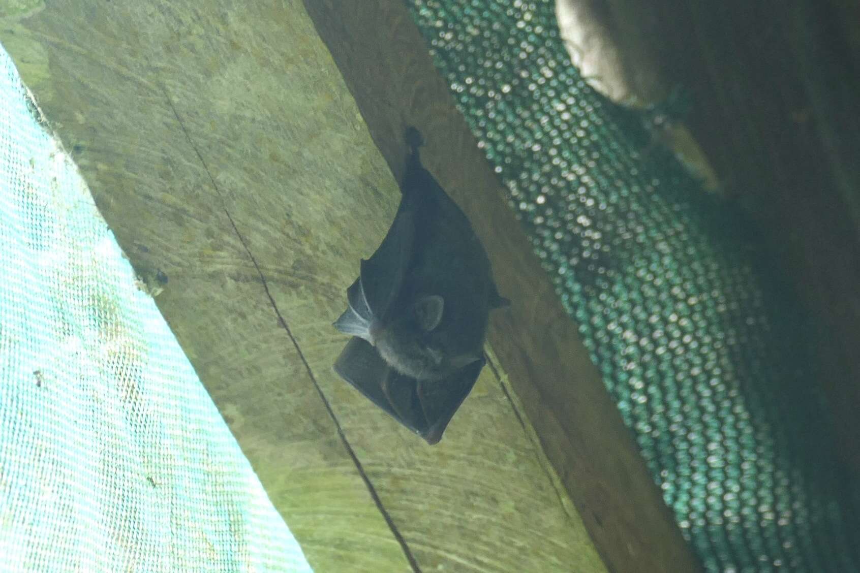 Image of thumbless bat