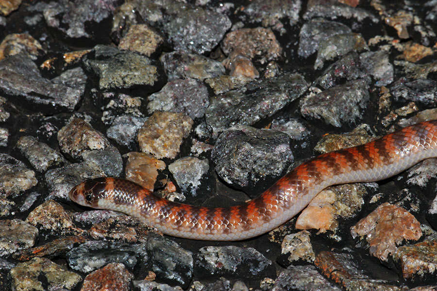 Image of Brachyurophis semifasciatus Günther 1863