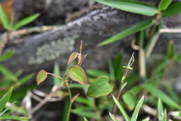 Image of Smilax menispermoidea A. DC.