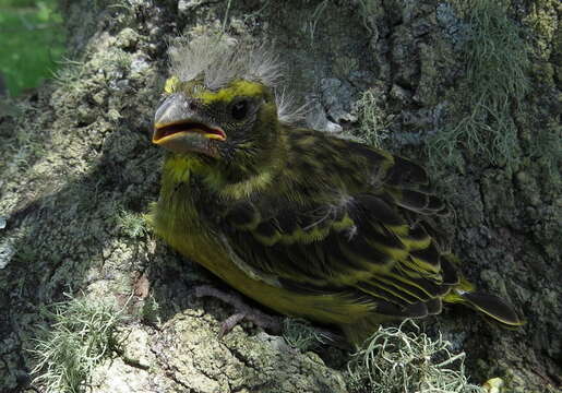 Image of Brimstone Canary