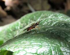 Image of Cyphomyia dispar Schiner 1868