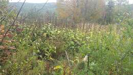 Image of Inula racemosa Hook. fil.