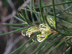 Image de Hakea gibbosa (Sm.) Cav.