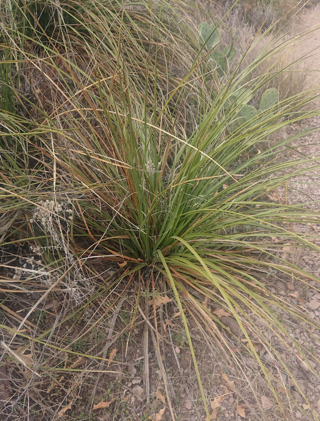 Image of foothill beargrass