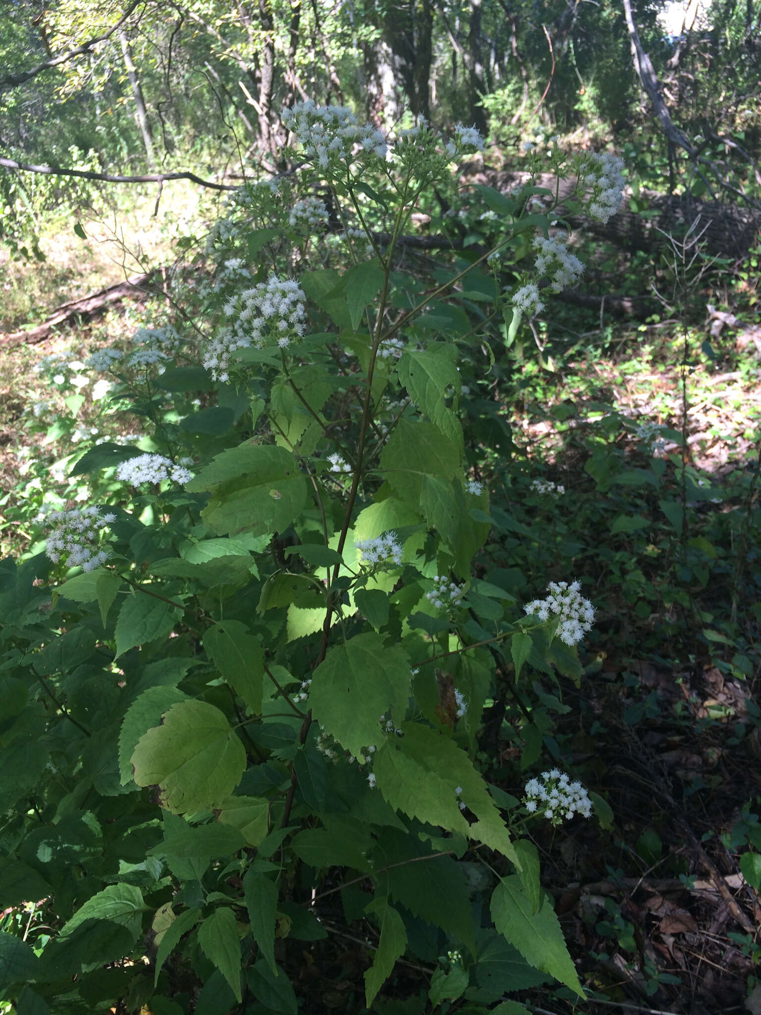 Plancia ëd Ageratina altissima (L.) R. King & H. Rob.