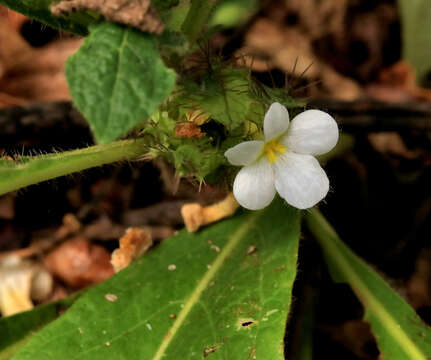 صورة Crabbea velutina S. Moore