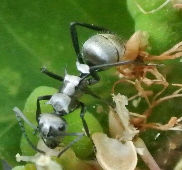 Image of Polyrhachis cupreata Emery 1895