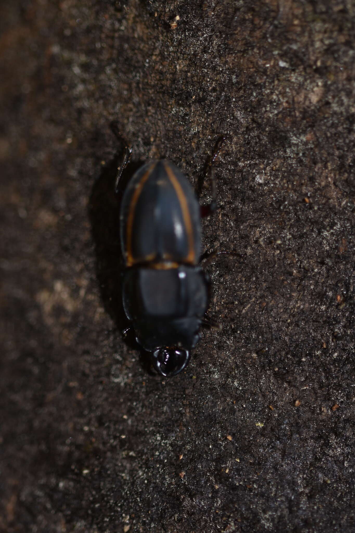 Слика од Erichius vittatus magnificus (Benesh 1956)