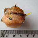 Image of Black-banded pigmy boxfish