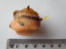 Image of Black-banded pigmy boxfish