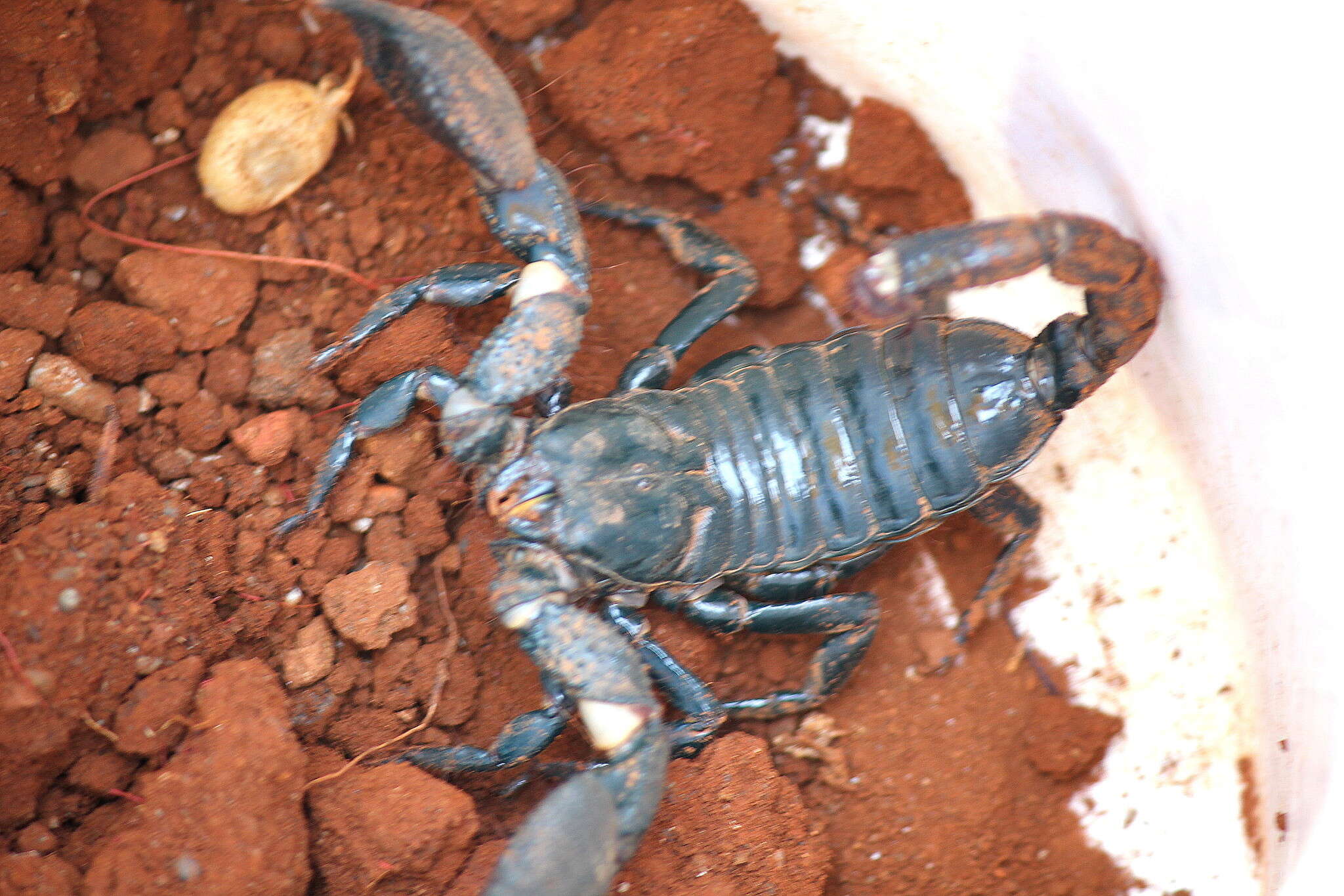 Deccanometrus phipsoni (Pocock 1893) resmi