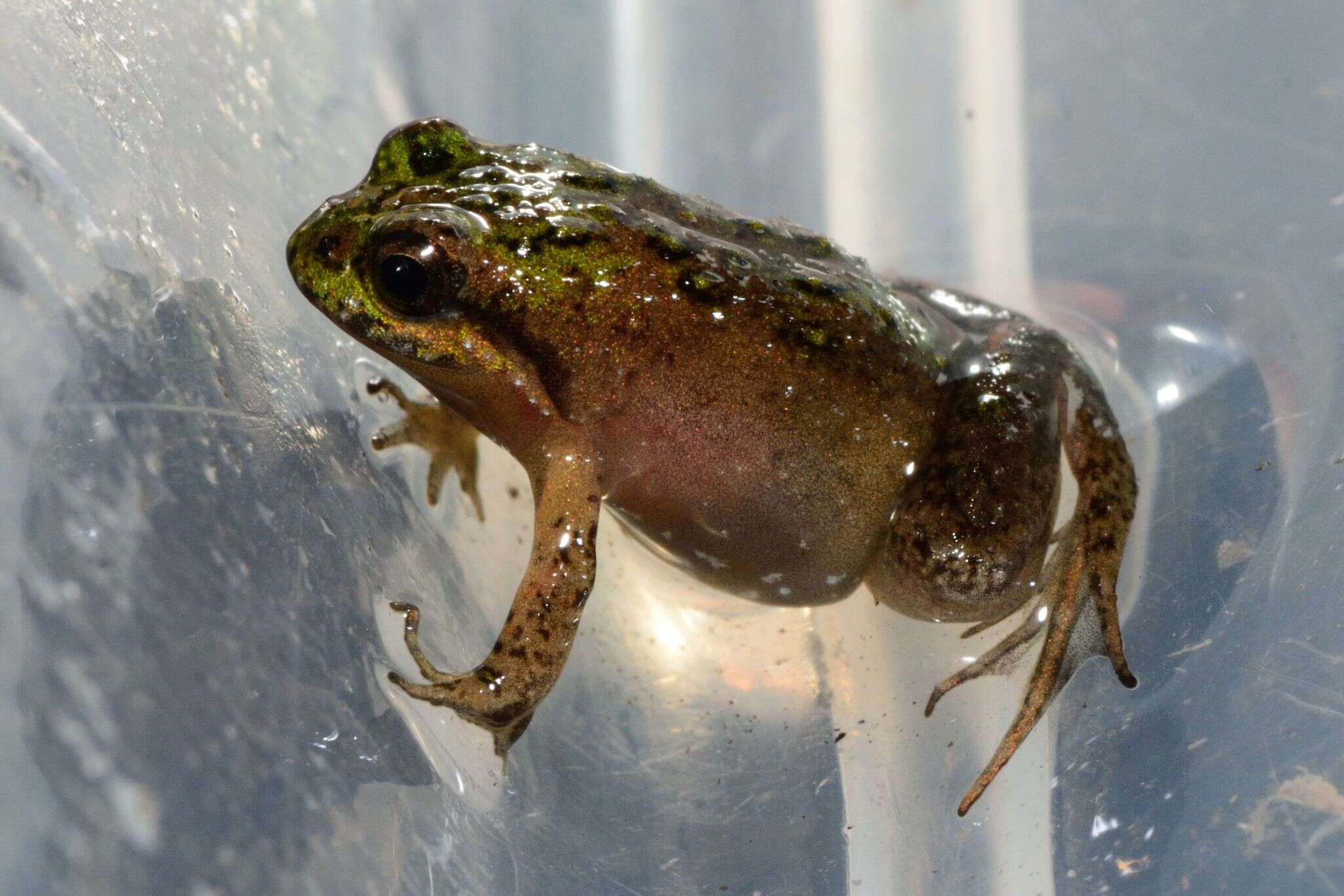 Image of Cape Flats Frog