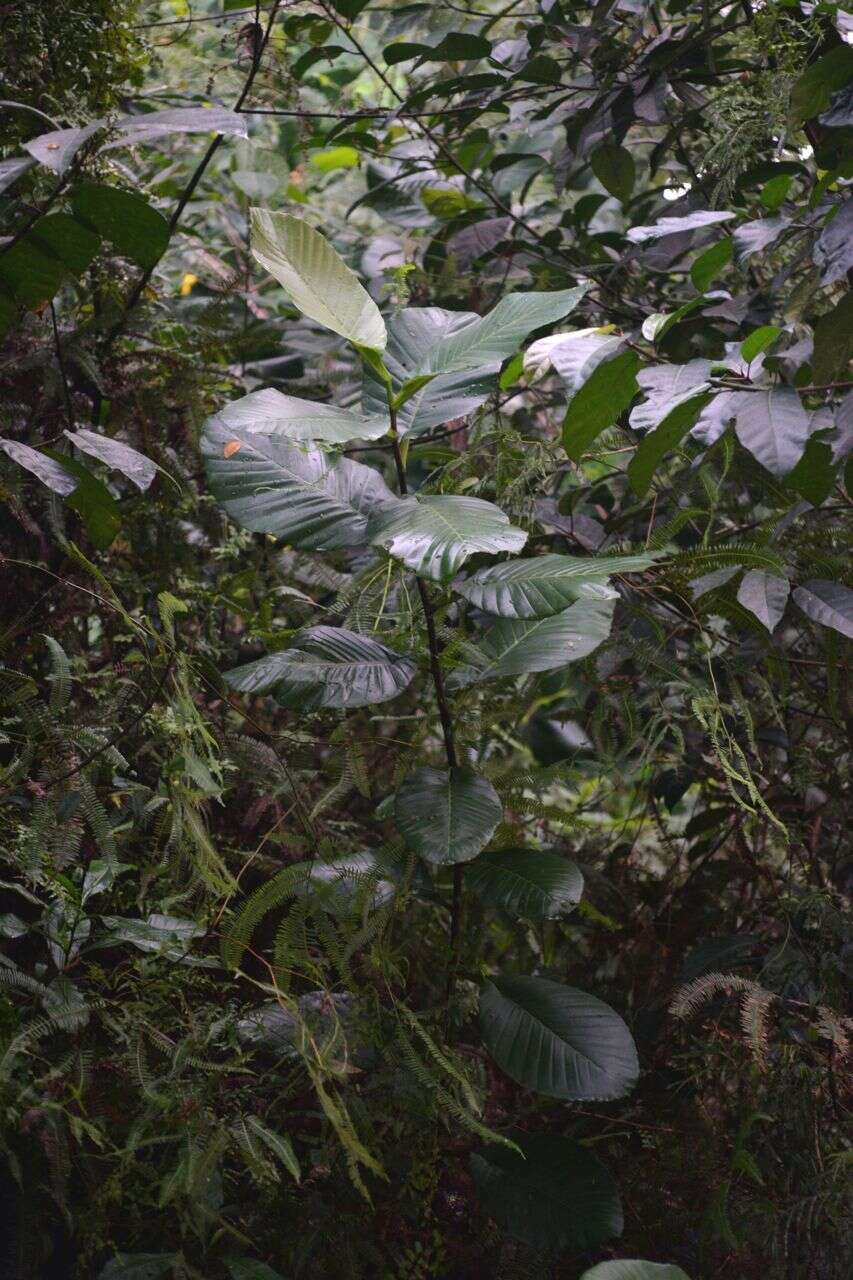 Image of shrubby dillenia