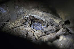 Image of Martin's Toadlet