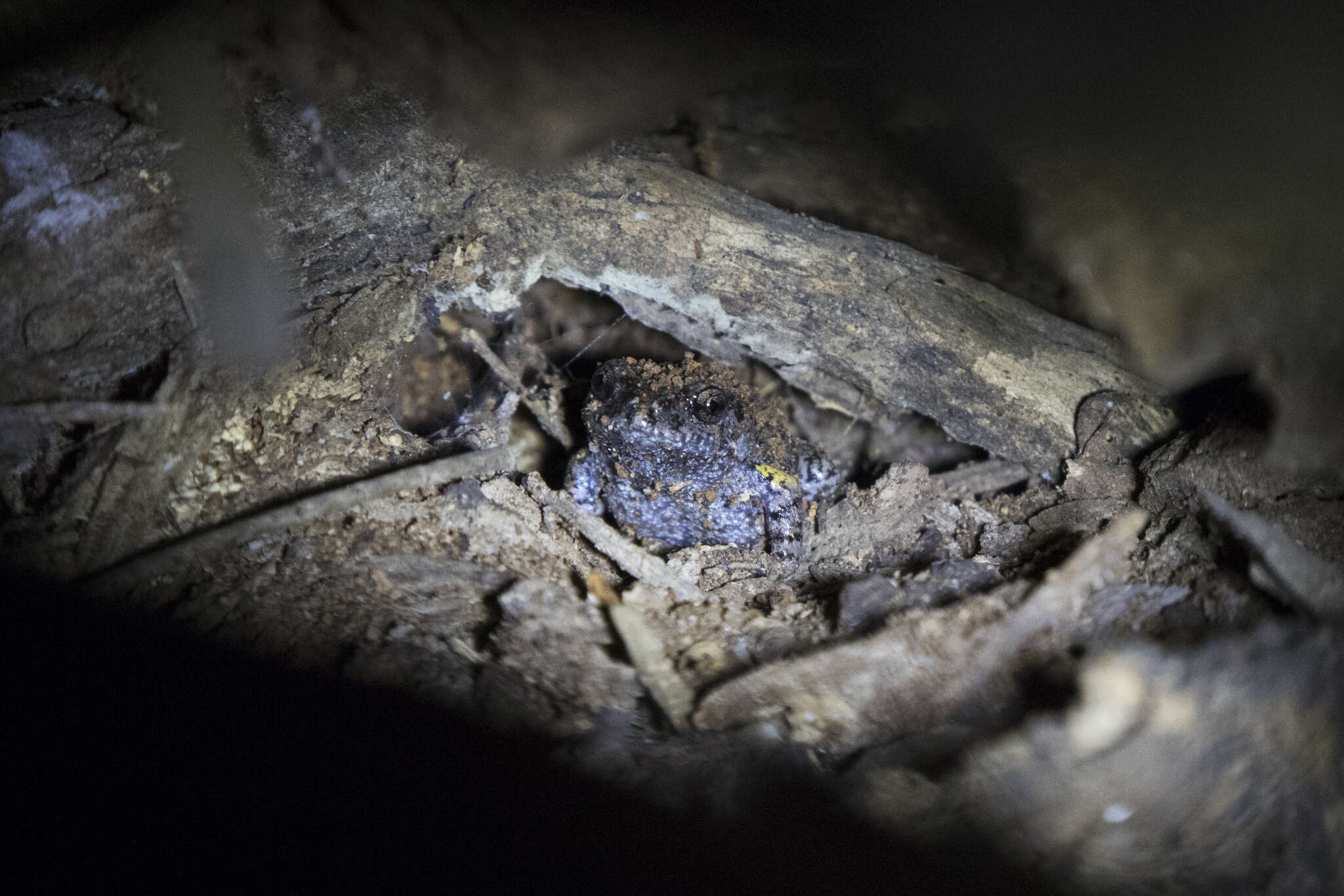 Image of Martin's Toadlet