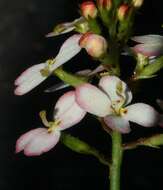 Image of Stylidium junceum R. Br.