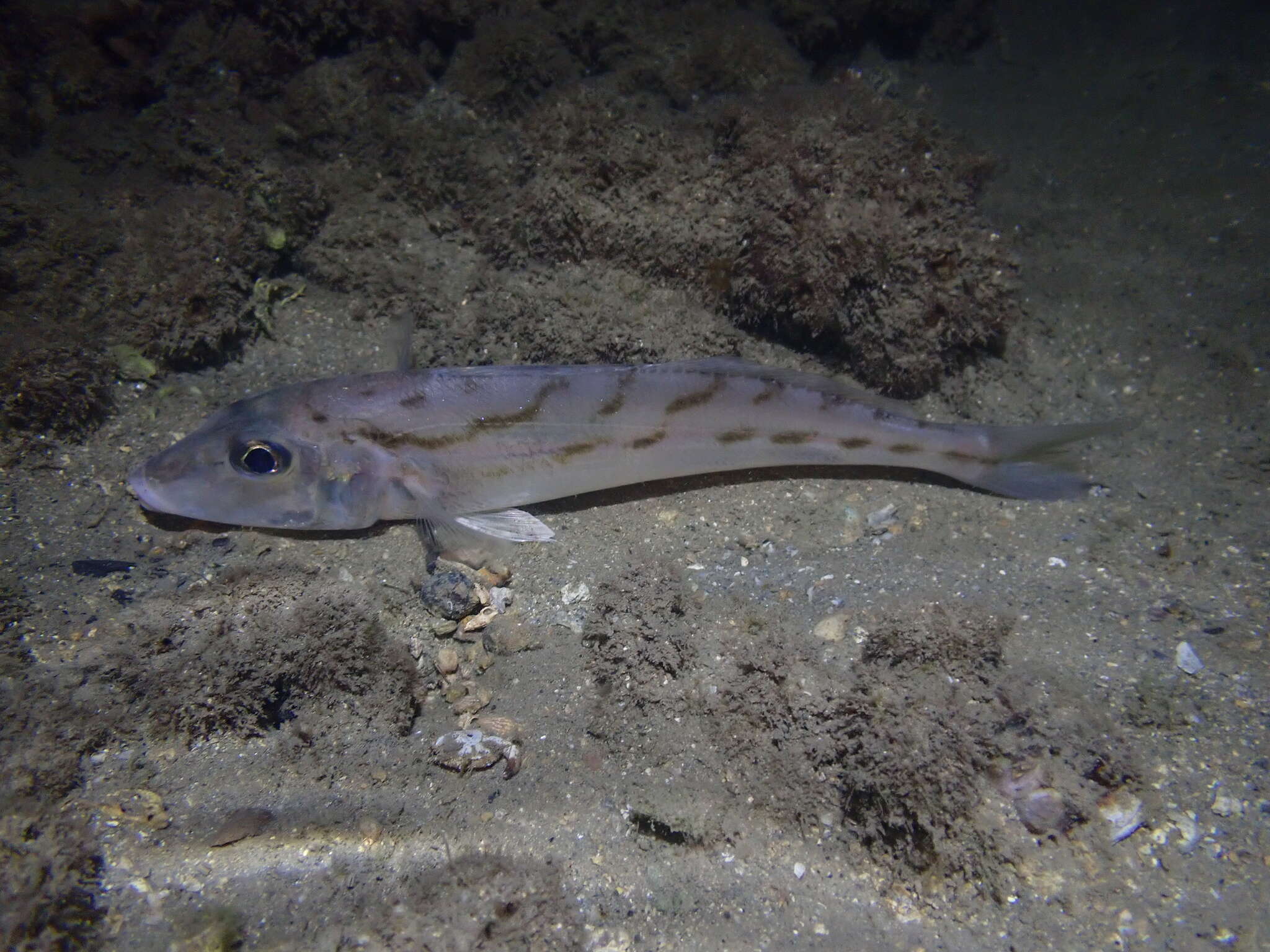 Image of Oriental trumpeter whiting