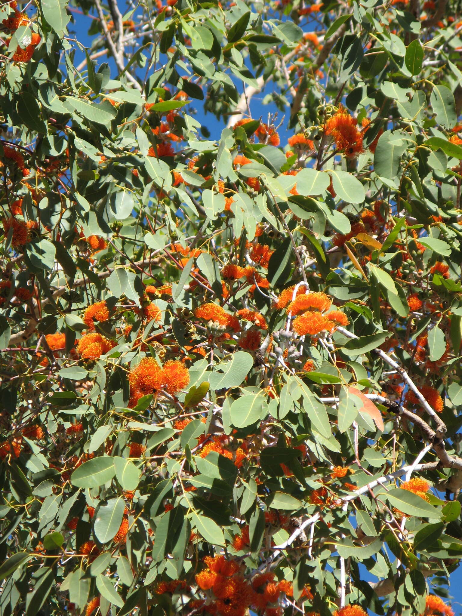 Image of Eucalyptus miniata A. Cunn. ex Schau.