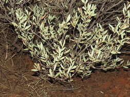 Image of Acacia kempeana F. Muell.