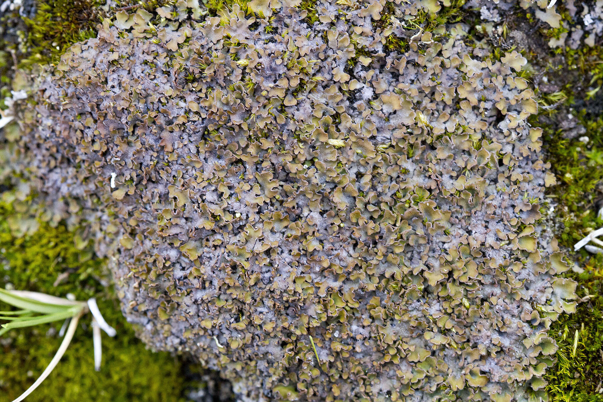 Image of frosted lichen