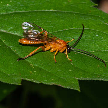 Image of Theronia hilaris (Say 1829)