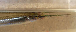 Image of Hooghly halfbeak