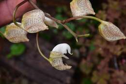 Image of Gongora truncata Lindl.