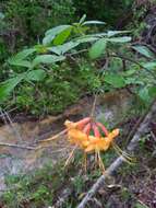 Imagem de Rhododendron austrinum (Small) Rehd.