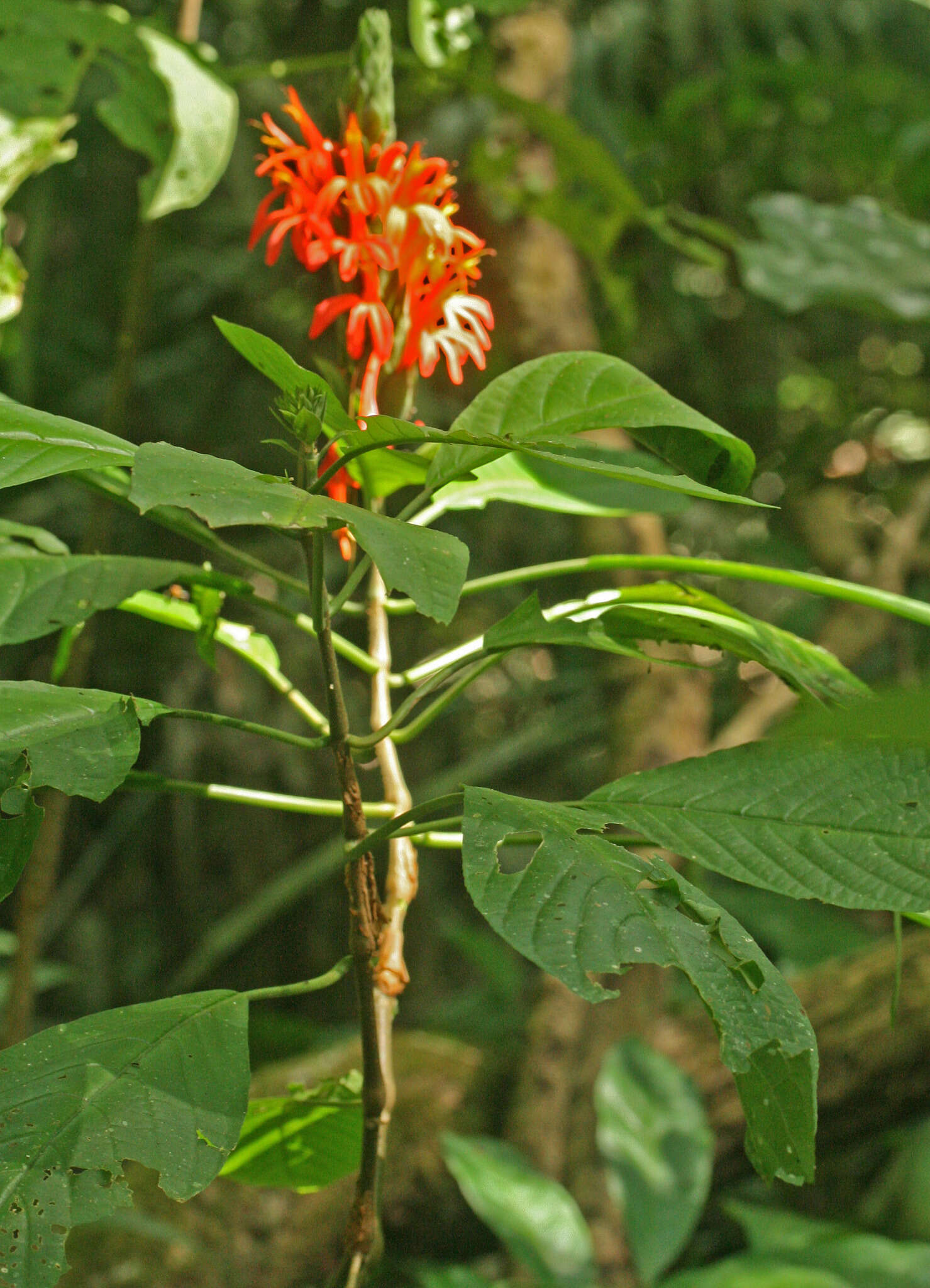 Image of cardinal's-guard