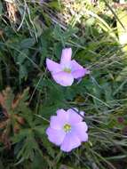 Image of Linum hypericifolium Salisb.