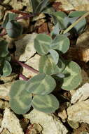 Image of Owyhee clover