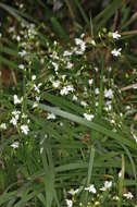 Image de Libertia paniculata (R. Br.) Spreng.