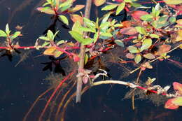 Image of Creeping ludwigia