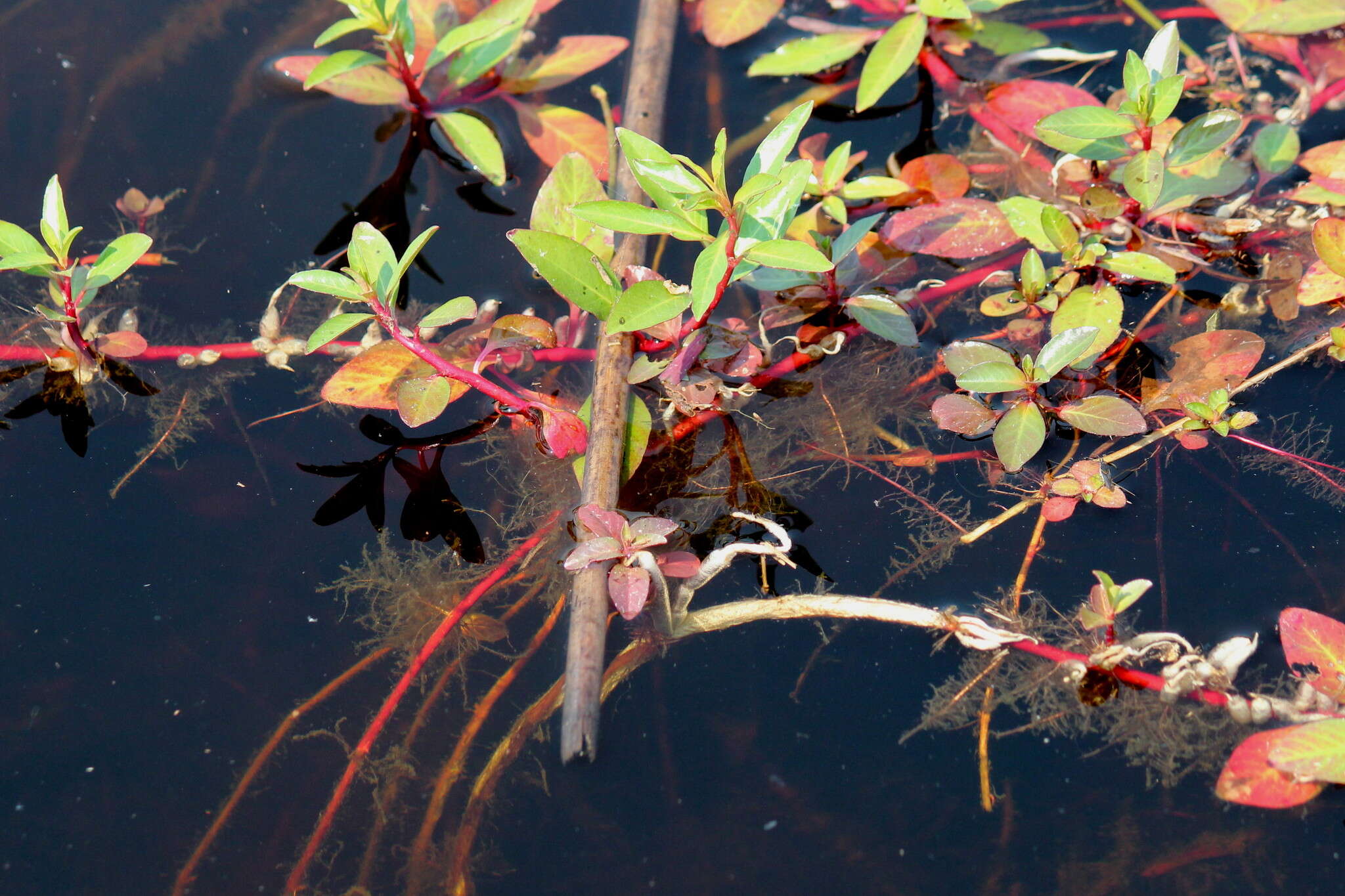 Image of Creeping ludwigia