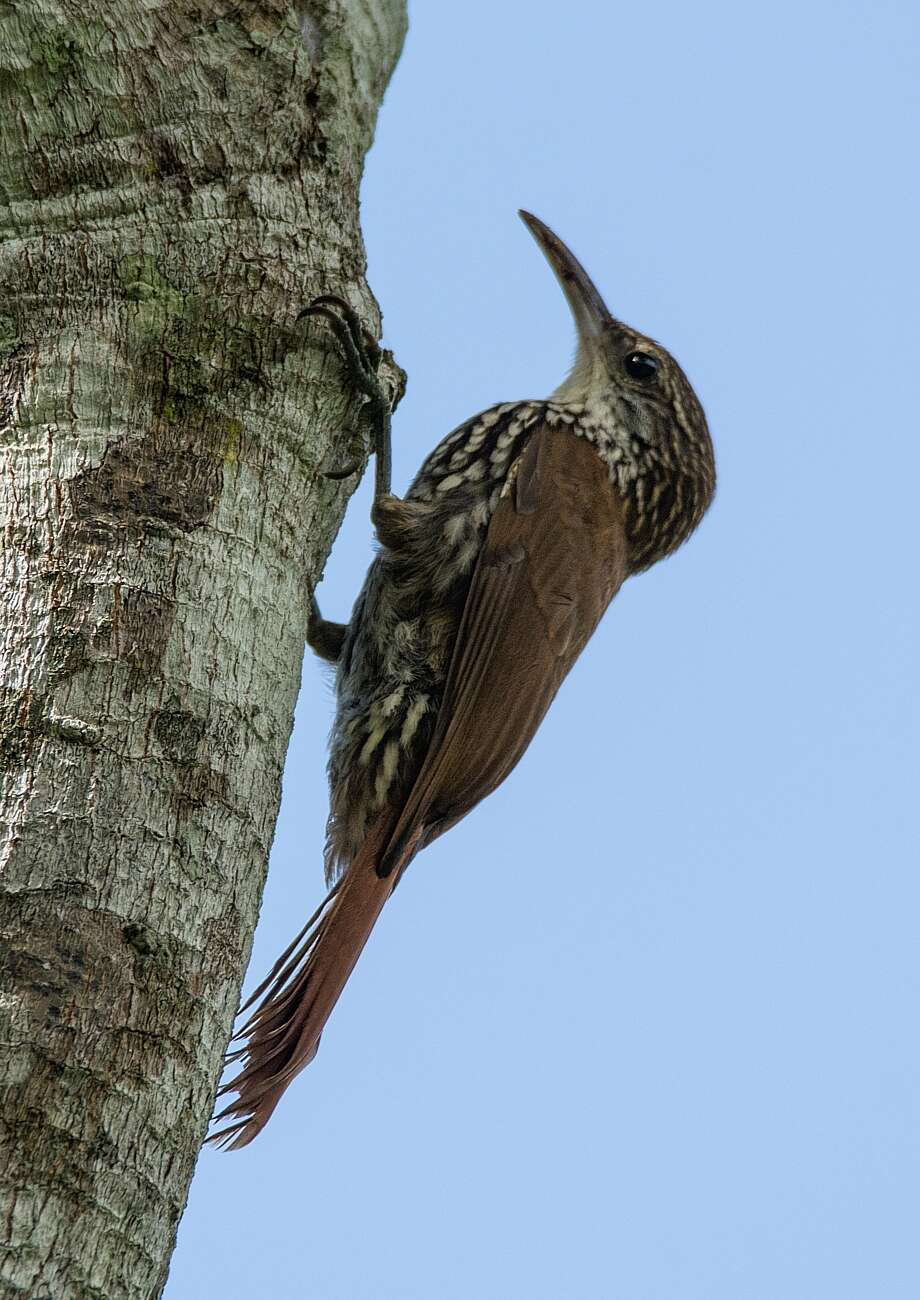 Image of Scaled Woodcreeper