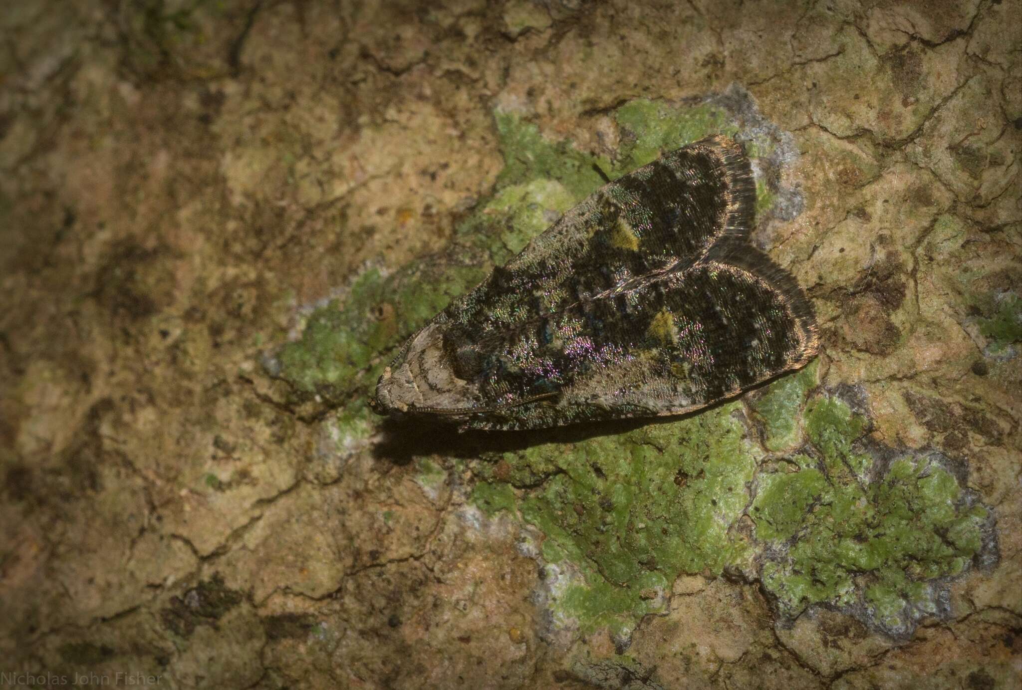 Image of Copromorpha lichenitis Turner 1916