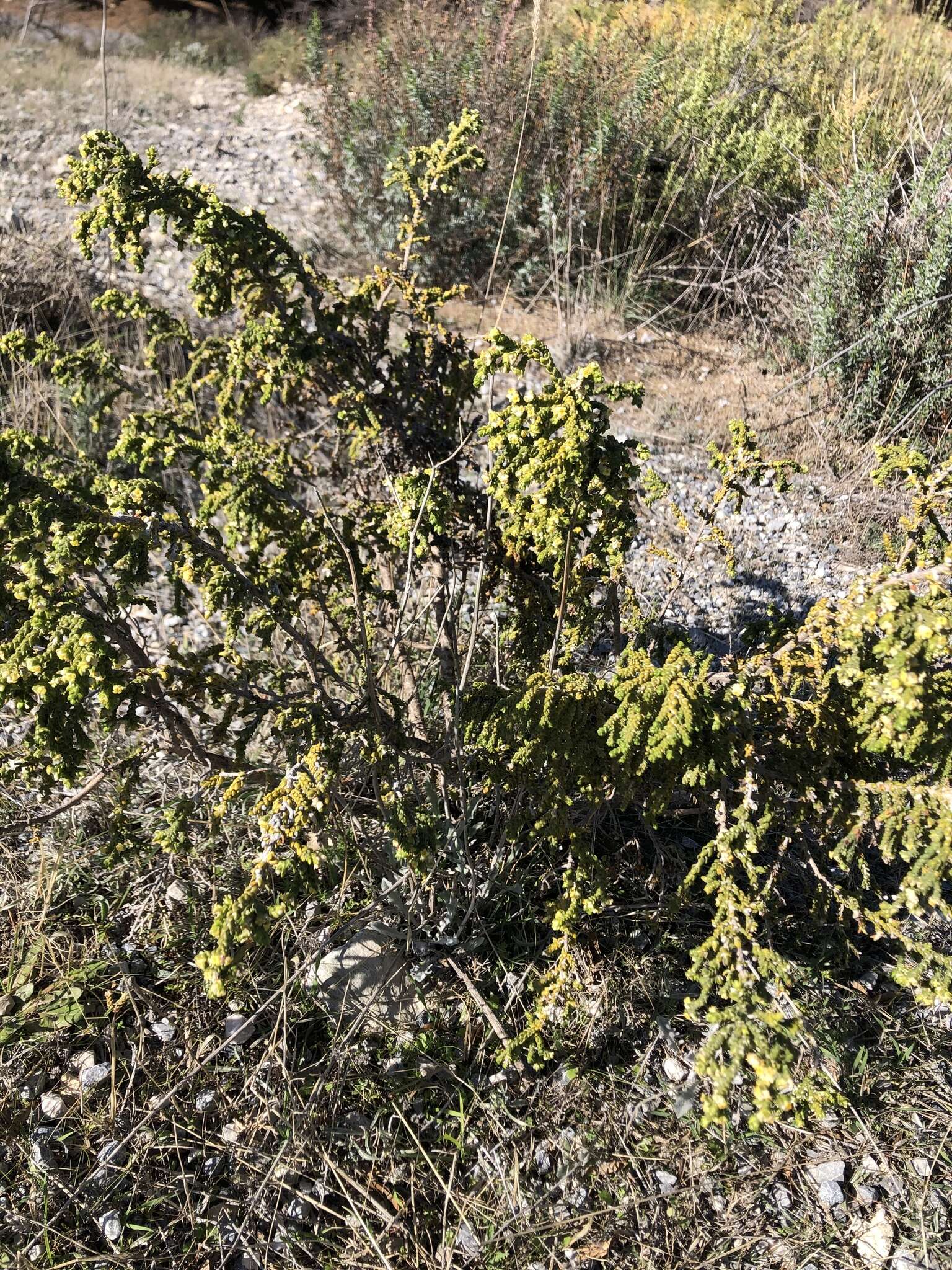 Image of Thymelaea hirsuta (L.) Endl.