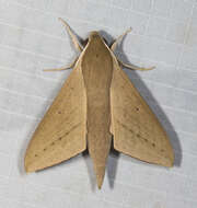 Image of Pale Brown Hawkmoth
