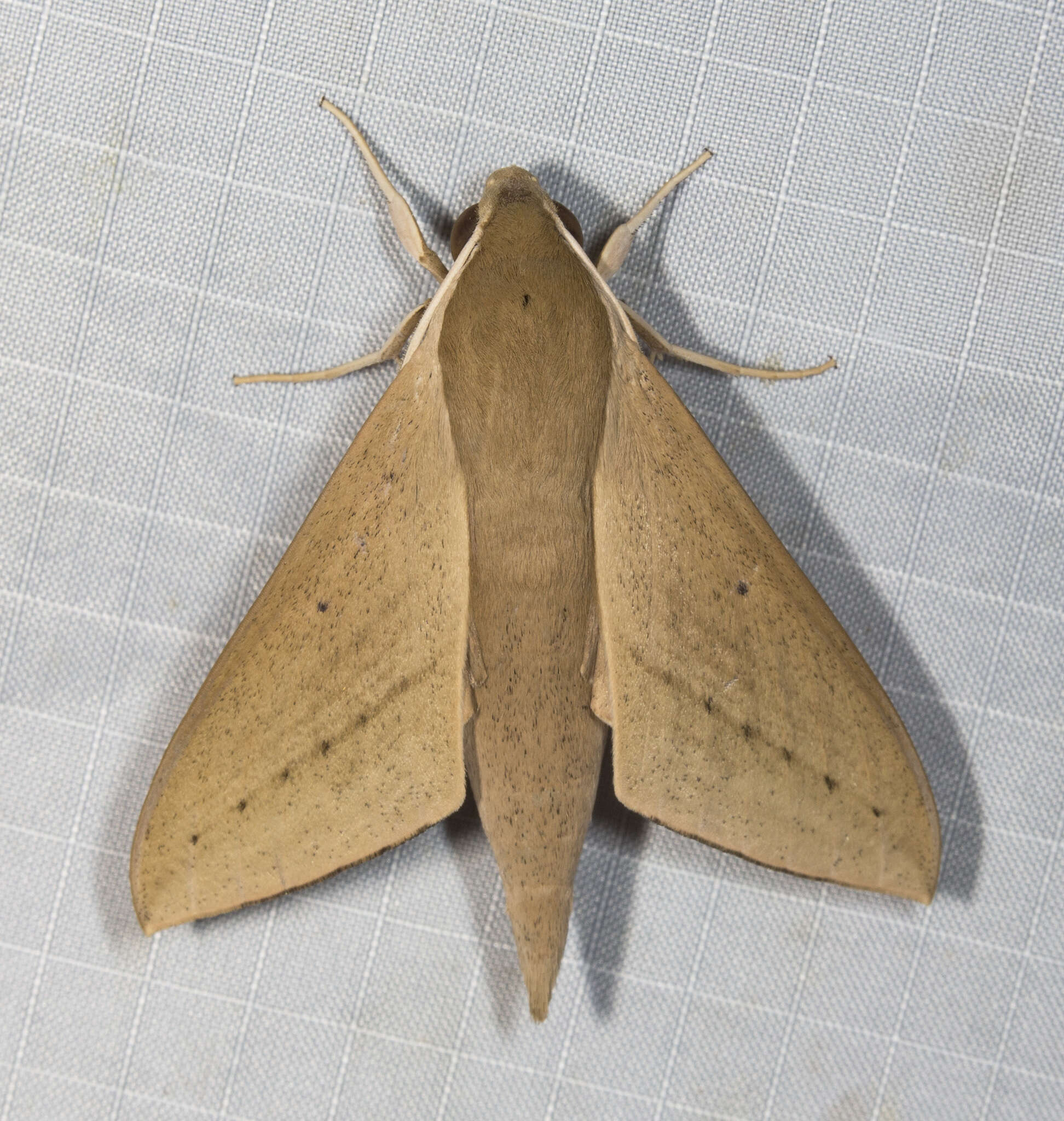 Image of Pale Brown Hawkmoth