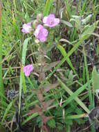 Image of earleaf false foxglove